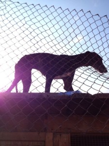 Imagen de uno de los perros liberados