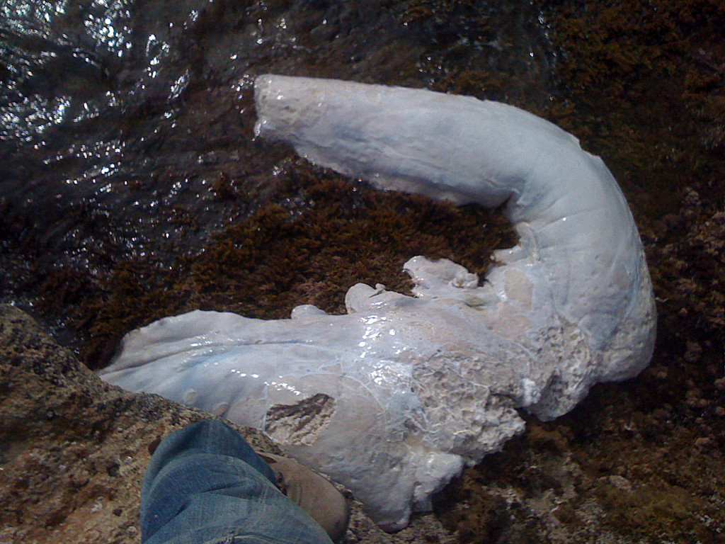 El animal que ha aparecido en Caló des Moro. Foto: Francisco Pérez Tristán.