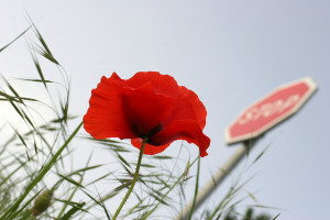 Foto: 'Stop', de Jenny Downing (Flickr)