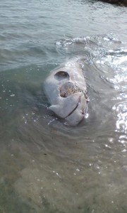 El tiburón encontrado esta tarde en la playa de ses Figueretes.