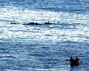 Una embarcación navega a escasos metros del banco de delfines en Cala Llenya.
