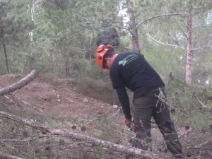 Tala de pinos en un bosque de Eivissa