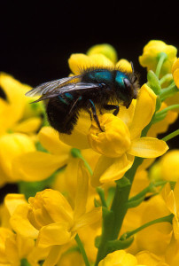La profesora hablará de la desaparición de las abejas en todo el mundo y de las mieles más características de Balears.  Foto: Wikipedia