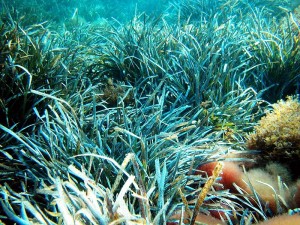 Una imagen de las praderas de posidonia que ocupan los fondos marinos.