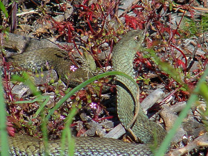 Serpiente verde. Foto: Wikipedia