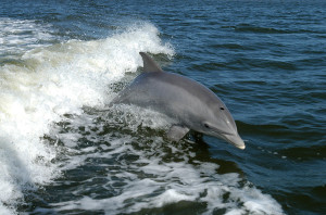 En la imagen, un delfín mular, una de las especies que sufriría daños irreparables por la altísima potencia de las exploraciones sísmicas. Foto: NASAs (Wikipedia)