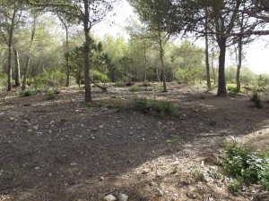 cabras
