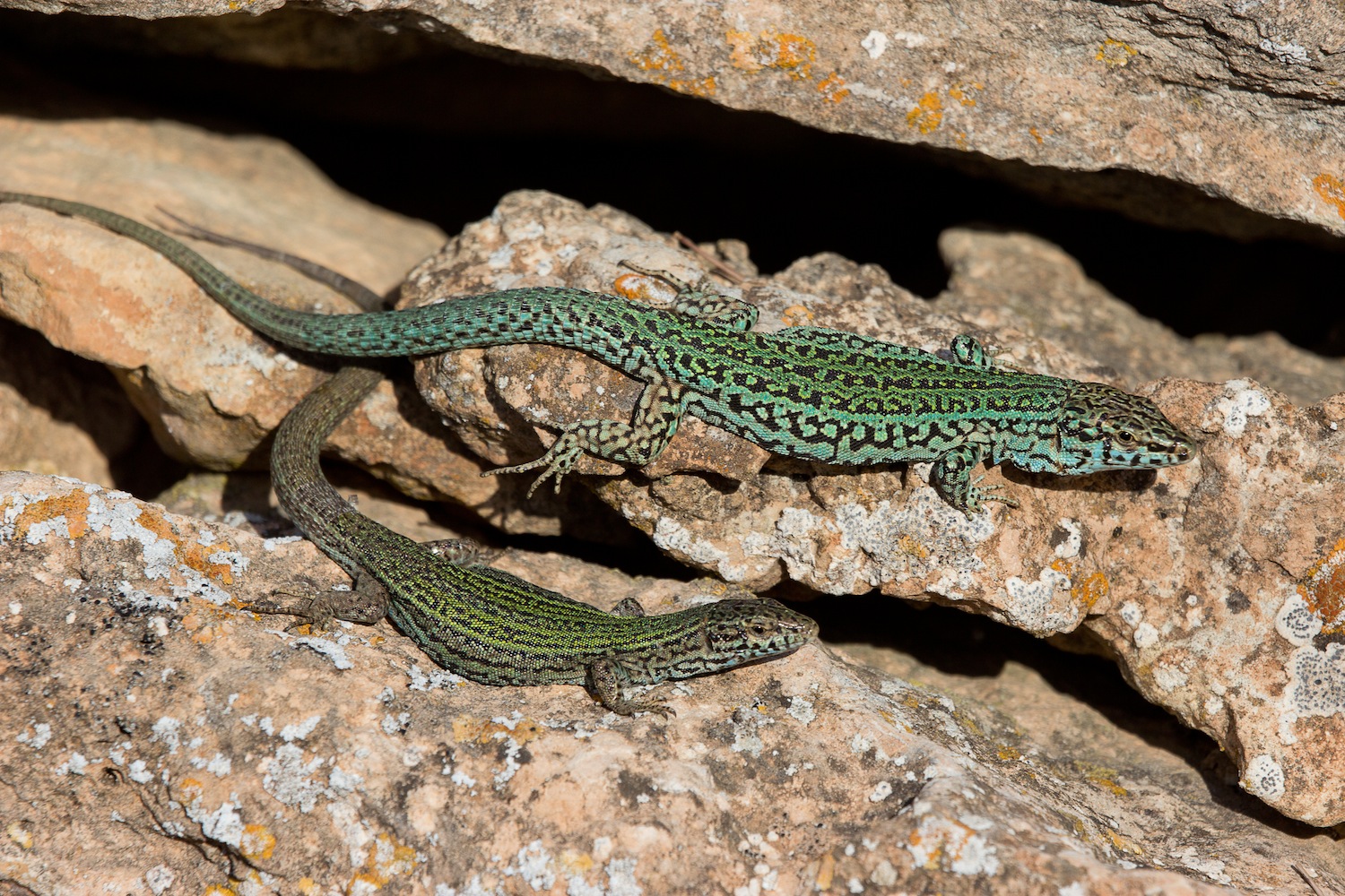 El símbolo sargantana | Noudiari.es