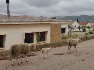 Unes ovelles passejant per les instal·lacions abandonades del quarter de sa Coma. Foto: PSOE-Pacte.