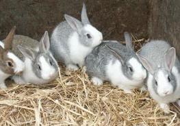 A la imatge, exemplars de conill pagès eivissenc.  Foto: Govern balear