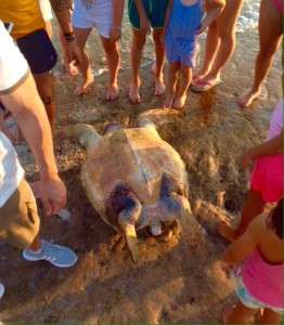El ejemplar de la tortuga Boba que apareció ayer en la playa d'es Cupinà.