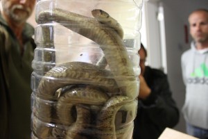 Imagen de archivo de una serpiente capturada en Formentera.