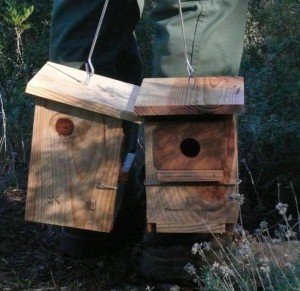 Detalle de las cajas-nido instaladas en todas las islas.