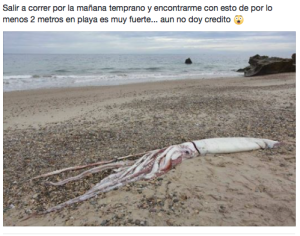 El supuesto calamar kilométrico en una playa de Eivissa.
