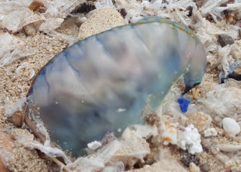 Carabela Portugesa avui a Es Carnatge, Formentera.