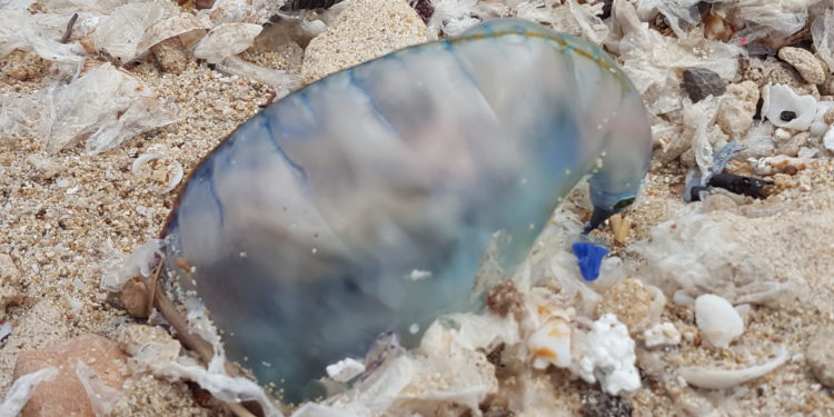 Carabela Portugesa avui a Es Carnatge, Formentera.