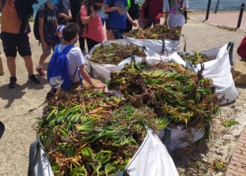 Recogida 'Carpo brotus' en Cala Nova
