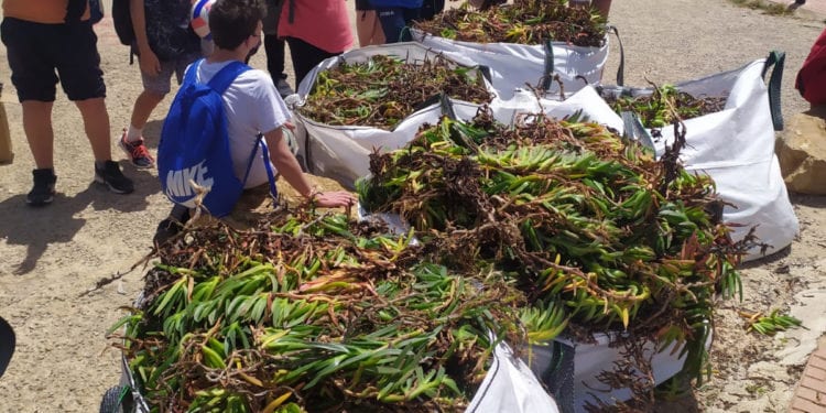 Recogida 'Carpo brotus' en Cala Nova