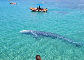 Wally en Mallorca. Foto: Conselleria de Medi Ambient.