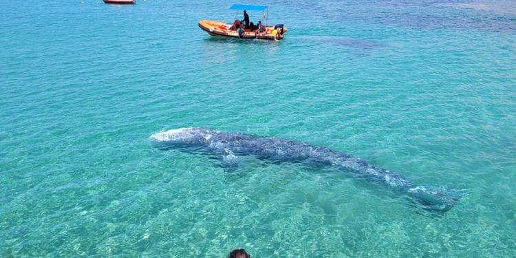Wally en Mallorca. Foto: Conselleria de Medi Ambient.