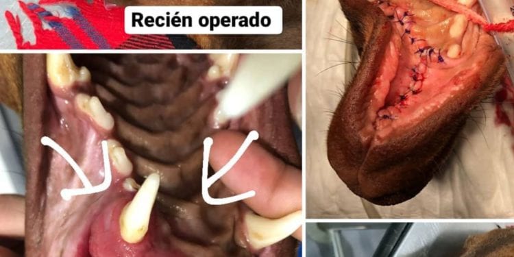 Imágenes de la operación de Leo.