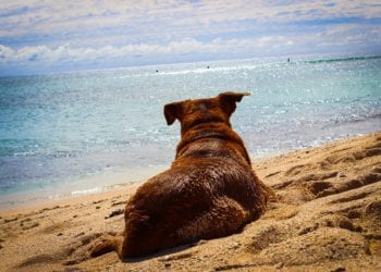 Un perro en la playa