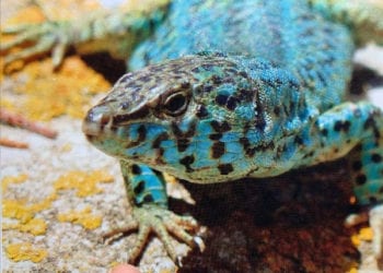 Lagartija pitiusa. Imagen de Amics de la Terra