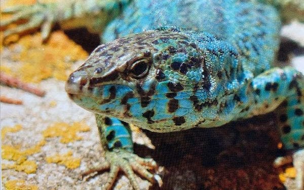 Lagartija pitiusa. Imagen de Amics de la Terra