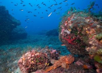 Reserva marina de es Freus, entre Formentera e Ibiza