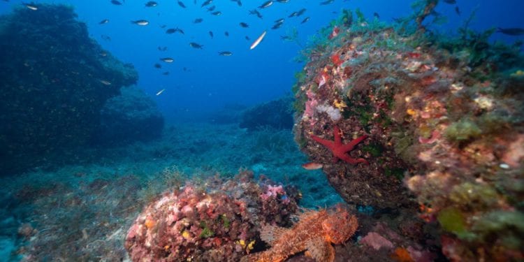 Reserva marina de es Freus, entre Formentera e Ibiza