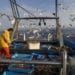 Última salida del barco de pesca de arrastre Rafael Llopis. Gaviotas acechan la pesca en la cubierta del barco.© JOAN COSTA