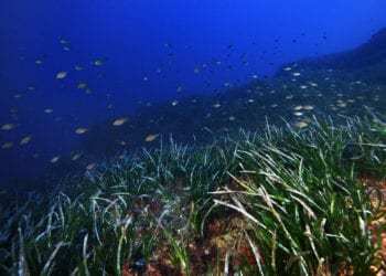 Posidonia. Foto: Joan Costa
