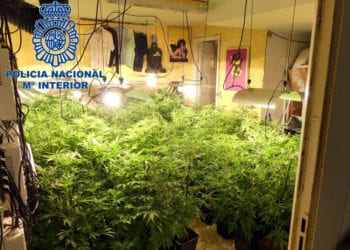 Imagen de archivo de una plantación de marihuana intervenida por la Policía Nacional.
