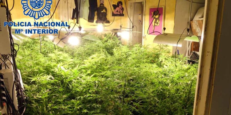 Imagen de archivo de una plantación de marihuana intervenida por la Policía Nacional.