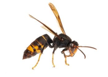 Una avispa asiática o velutina. Foto de Joan Marqués