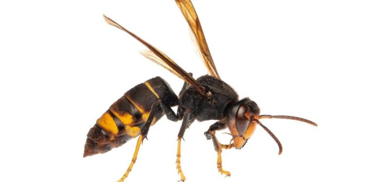 Una avispa asiática o velutina. Foto de Joan Marqués