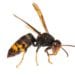 Una avispa asiática o velutina. Foto de Joan Marqués