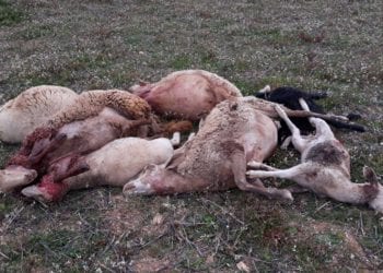 Ganado muerto a causa de un ataque de perros en la zona de Cala Saona, Formentera, en 2019. Foto de Foto Cooperativa del camp de Formentera.