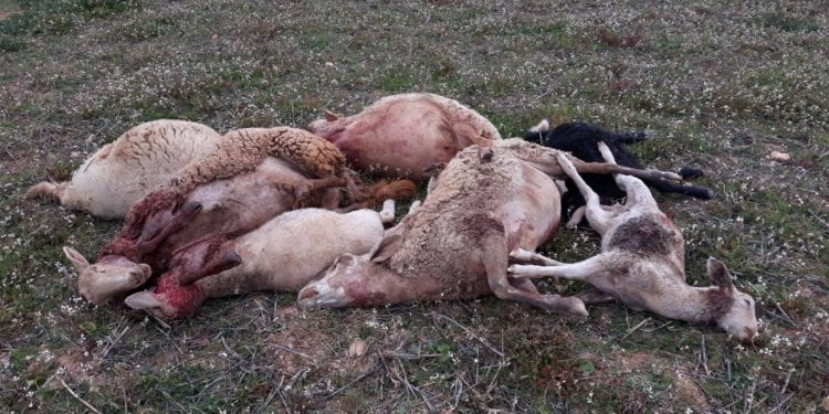 Ganado muerto a causa de un ataque de perros en la zona de Cala Saona, Formentera, en 2019. Foto de Foto Cooperativa del camp de Formentera.