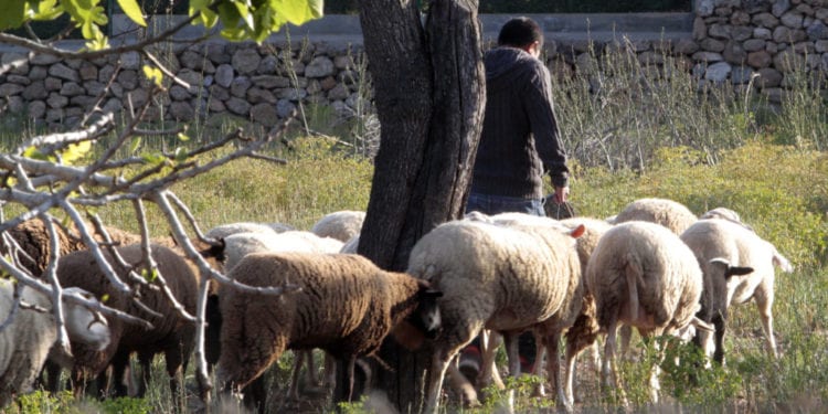 Imagen de archivo de un pastor con sus ovejas