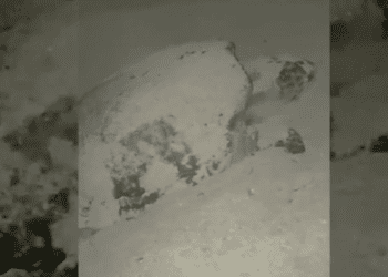 Tortuga intenta desovar en Formentera pero no lo consigue al acercarse un bañista