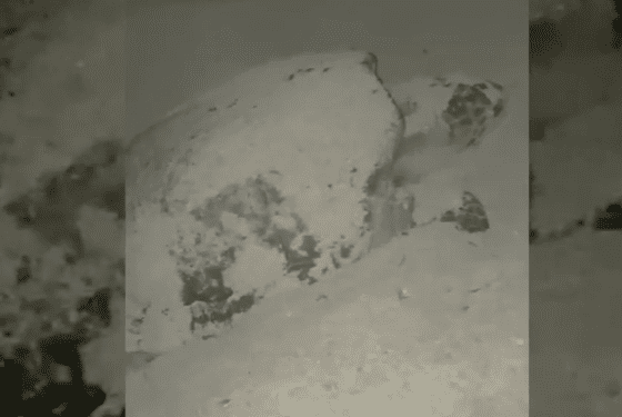 Tortuga intenta desovar en Formentera pero no lo consigue al acercarse un bañista