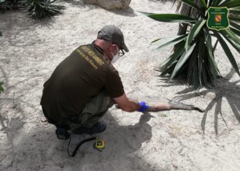 Cría delfín encontrada en Cala Llonga. Foto: Agents de Medi Ambient.