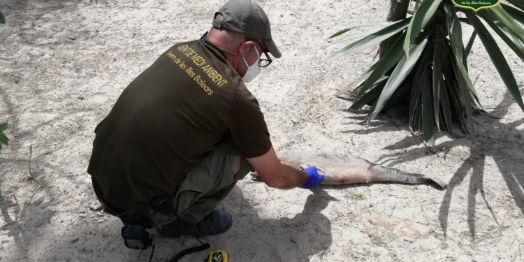 Cría delfín encontrada en Cala Llonga. Foto: Agents de Medi Ambient.