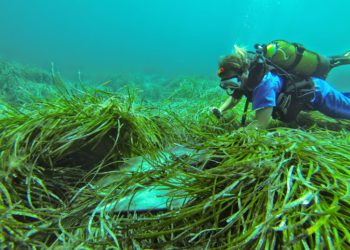 Un fondeo sobre posidonia en Talamanca en una imagen de archivo