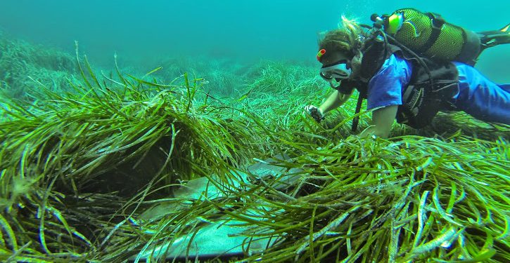 Un fondeo sobre posidonia en Talamanca en una imagen de archivo
