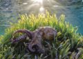 Espectacular fotografía de un pulpo sobre posidonia. Foto: Xavier Mas.