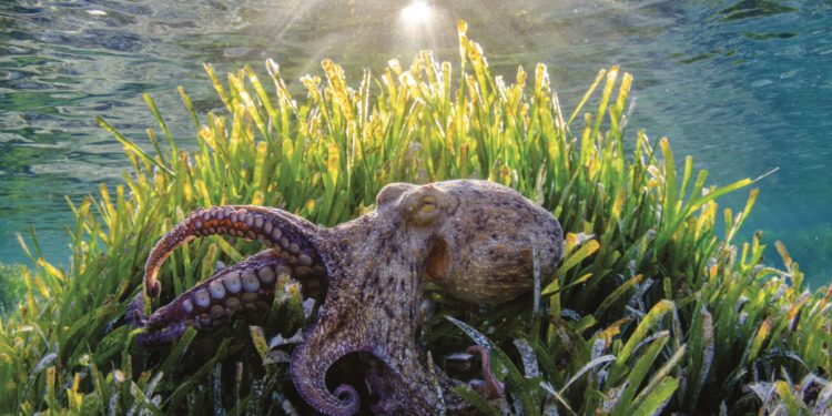 Espectacular fotografía de un pulpo sobre posidonia. Foto: Xavier Mas.