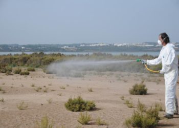 Campaña de control de mosquitos en Formentera.