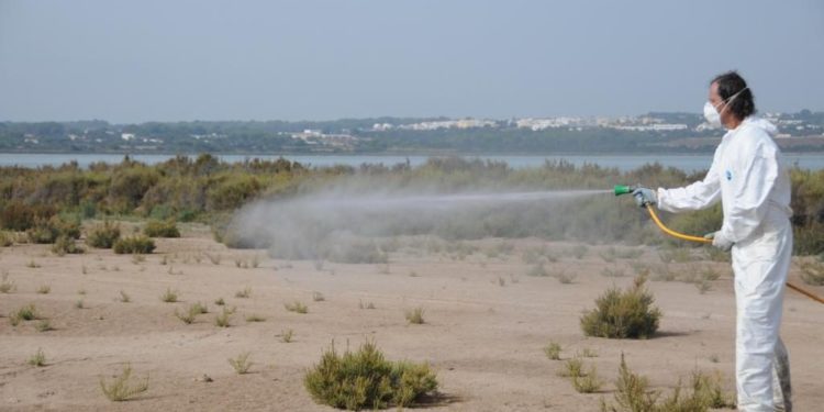 Campaña de control de mosquitos en Formentera.